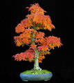 Acer Palmatum Shishigashira Bonsai